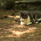 美人ねこ3