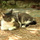 美人ねこ5