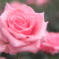 雨上がりの薔薇