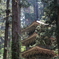 山形県　羽黒山五重塔　2
