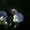 薔薇　１