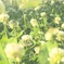 白詰草