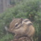 リス園