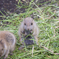 上野動物園にて　３