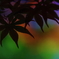 colourful