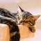 猫カフェ3