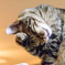 猫カフェ4