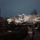 夜桜鑑賞