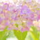 花開く時1