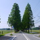 マキノ　メタセコイア並木街道（新緑）