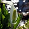 水芭蕉キラキラ