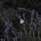 IMGP9834