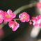 小石川後楽園　梅