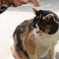 三毛猫ちゃん
