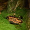苔山