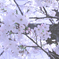 桜咲く