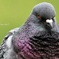 鳩ですけど、何か？