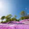 芝桜