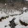 寒雪林川