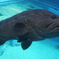 Longtooth grouper?