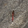 Red dragonfly