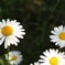庭の花