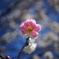 Japanese apricot2