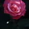 花便り　- 桃香という名で出ています -
