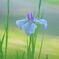 花菖蒲