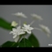 ときわミュージアム内 紫陽花