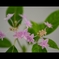紫陽花