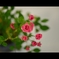 これも紫陽花