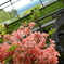 CSC_0242
