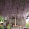 禎祥寺の藤１