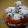 M・シュナBabyｓ　生後３１日目