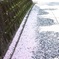 八重の雪