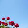 薔薇園①