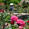 薔薇園②