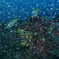 タイ・シミラン諸島