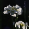 菖蒲　２