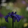菖蒲　３