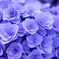 紫陽花