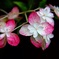 紫陽花