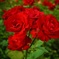 駕与丁の薔薇
