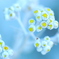 白妙菊