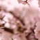風に花