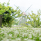 White clover