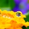 雫の花Ⅰ
