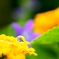 雫の花Ⅱ
