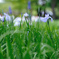 iris